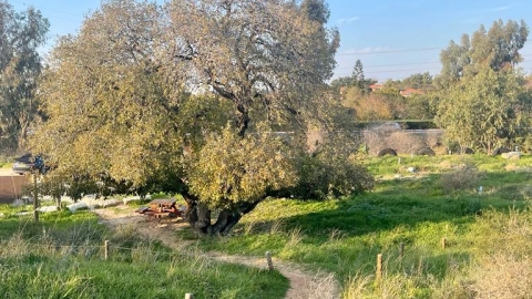 גבעת האלון, בני דרור