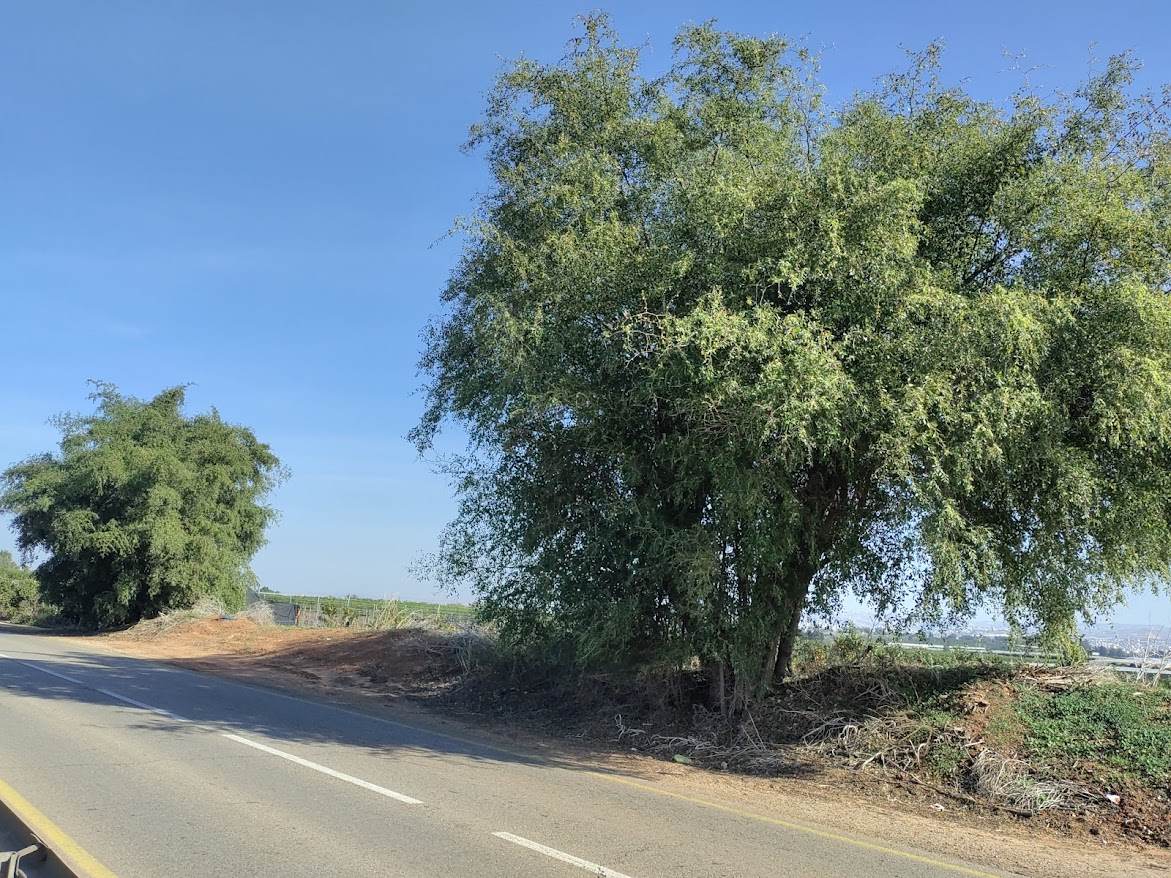 שיזפים בכביש הגישה למושב פורת