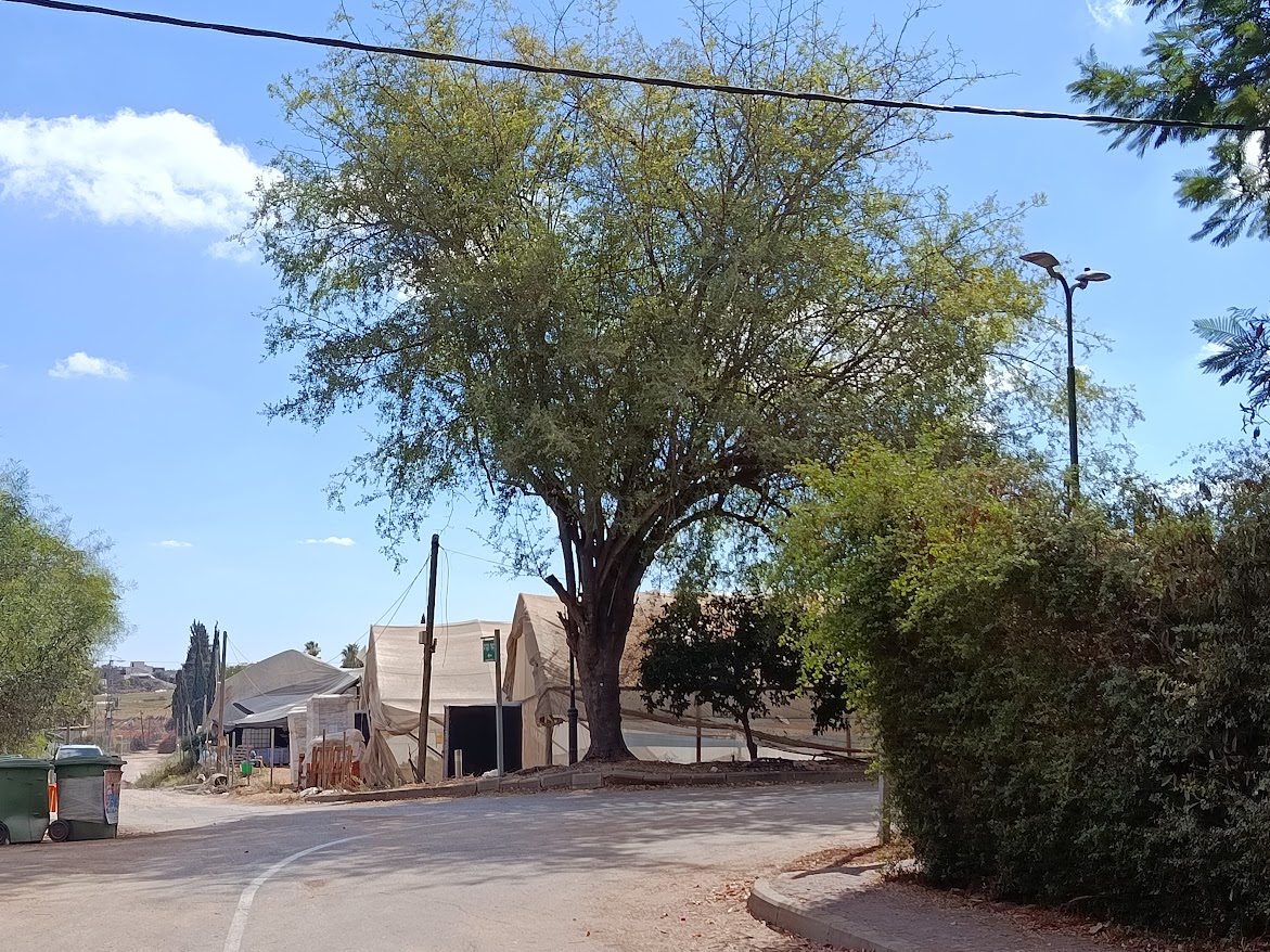 שיזף בקצה דרך ההרחבה כפר הס